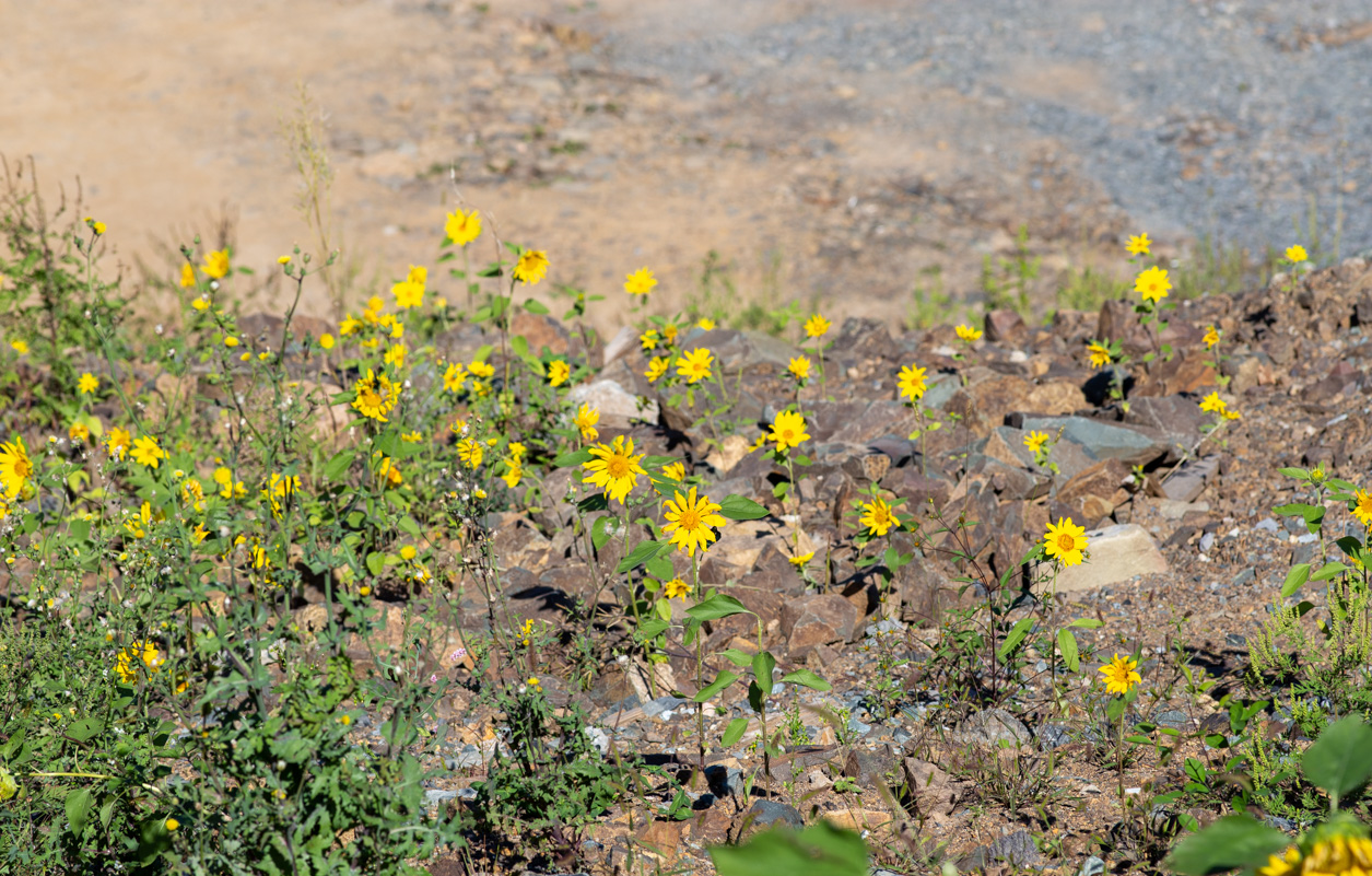 Image of Helianthus annuus specimen.