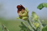 Scrophularia maximowiczii. Цветок. Приморье, о. Шкота, коса, полынно-кустарниковое сообщество. 27.06.2026.