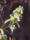 Image of taxon representative. Author is Владимир Панкратов
