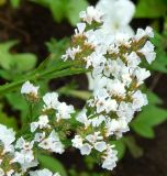 genus Verbena