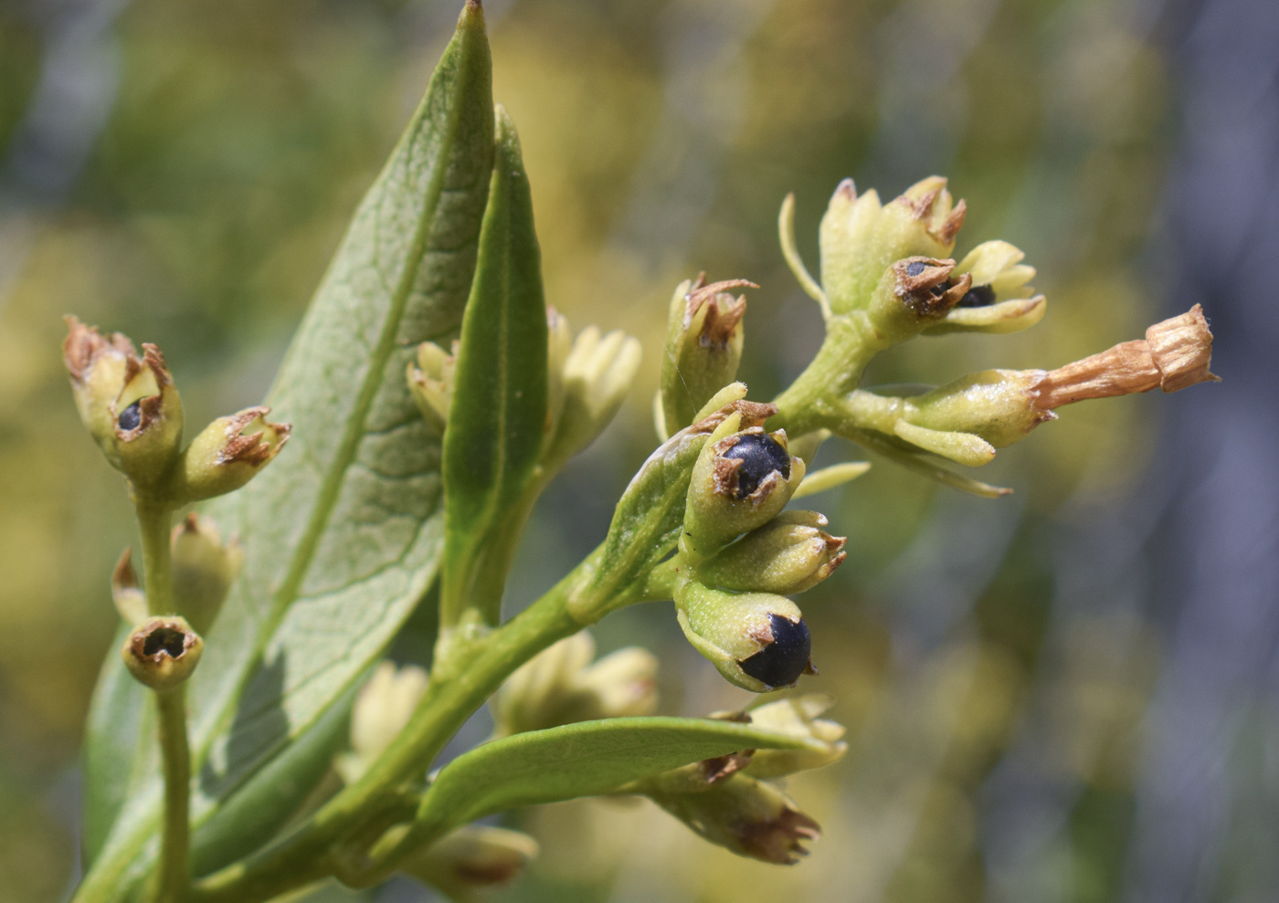 Изображение особи Cestrum parqui.