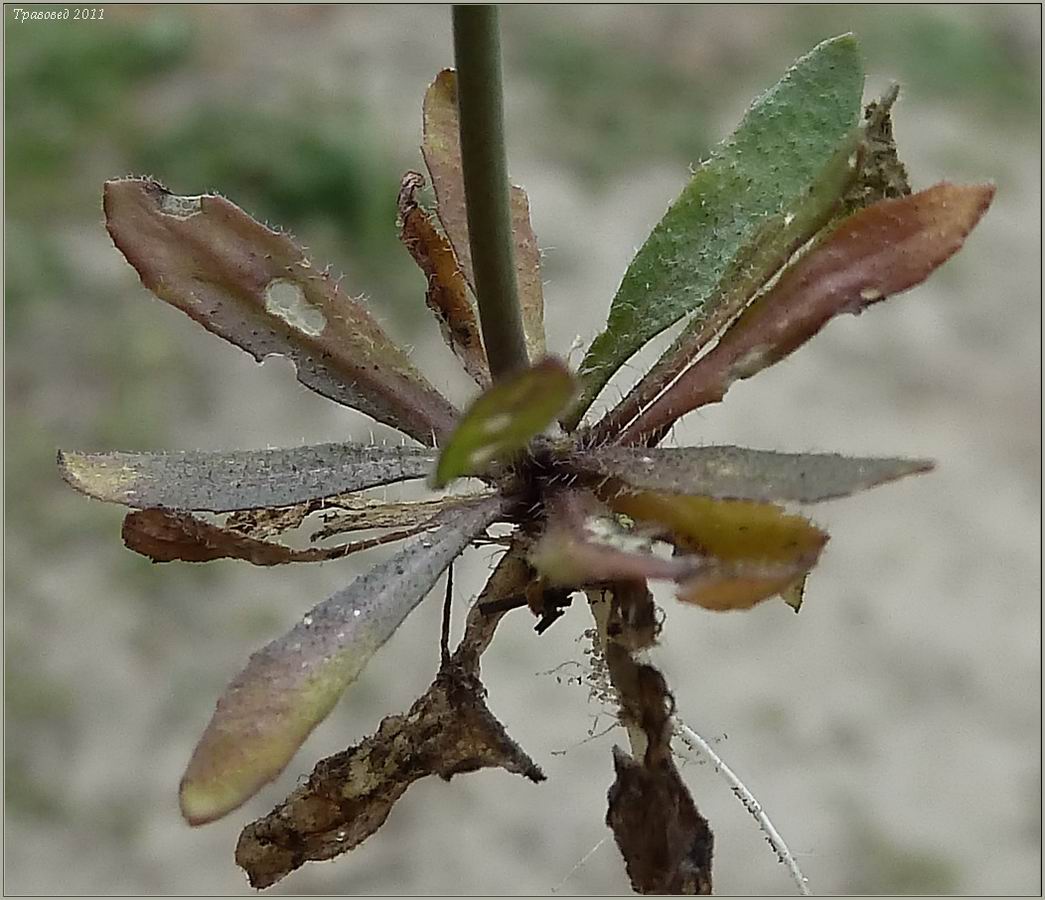 Изображение особи Arabidopsis thaliana.