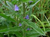 Echium vulgare