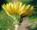 Taraxacum scariosum