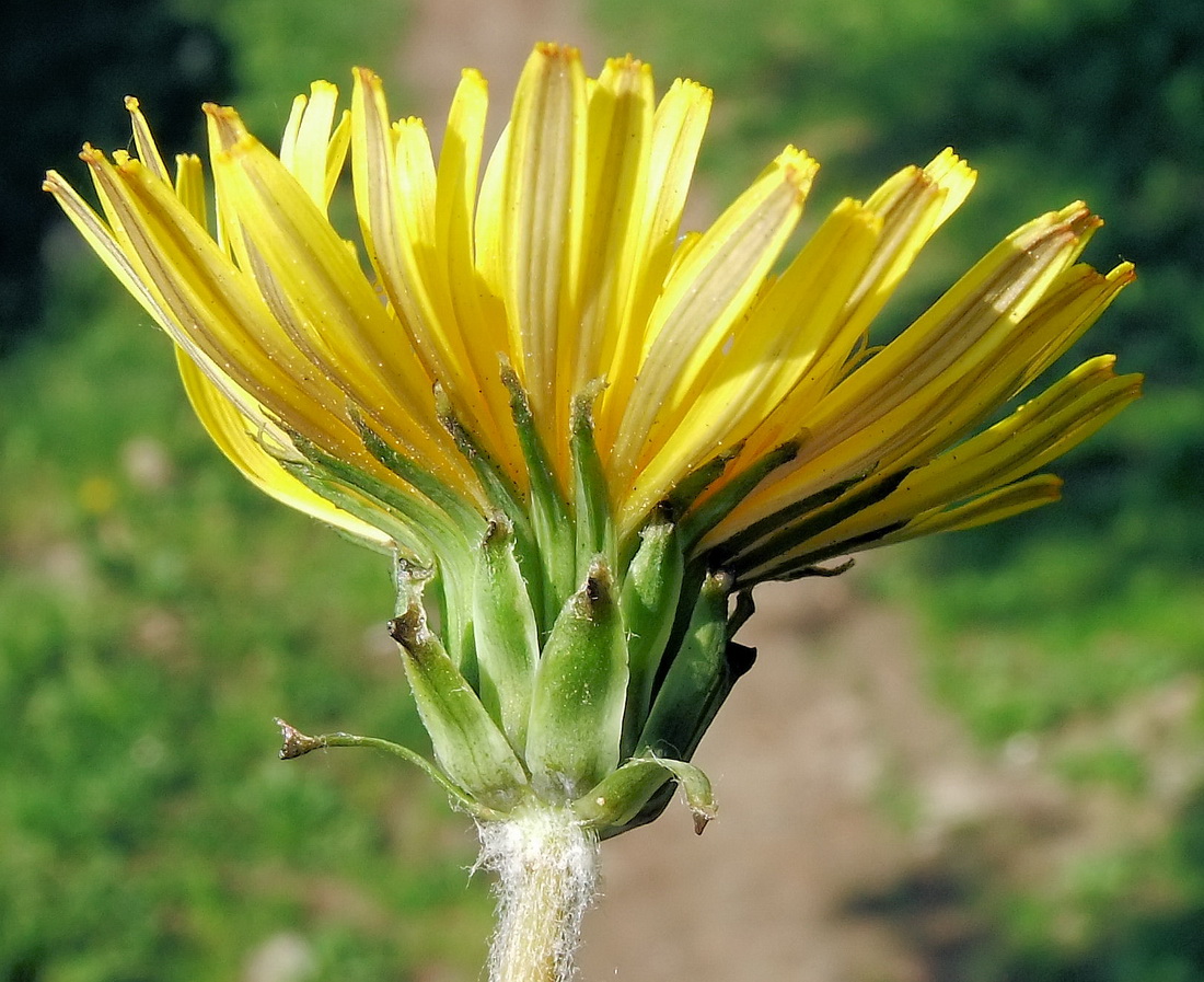 Изображение особи Taraxacum scariosum.