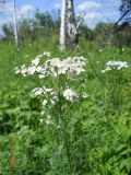 Achillea impatiens