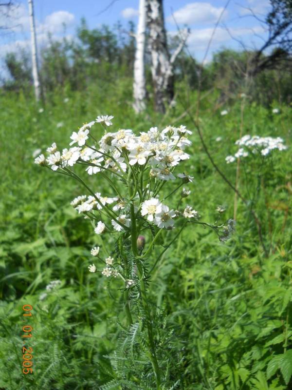 Изображение особи Achillea impatiens.