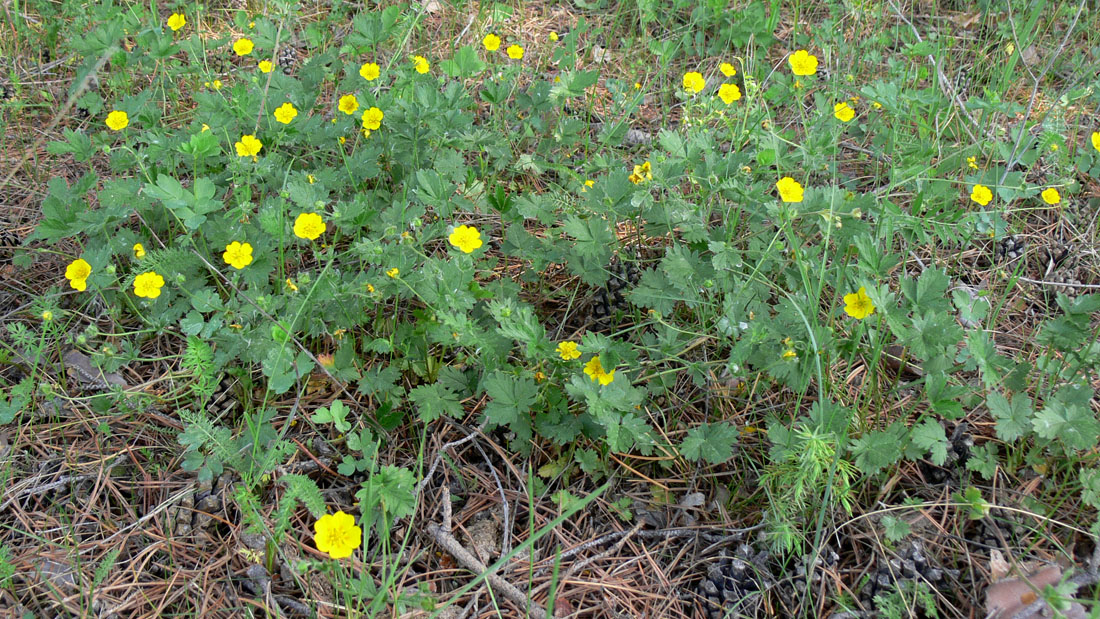 Изображение особи Potentilla crantzii.