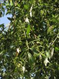 Salix alba
