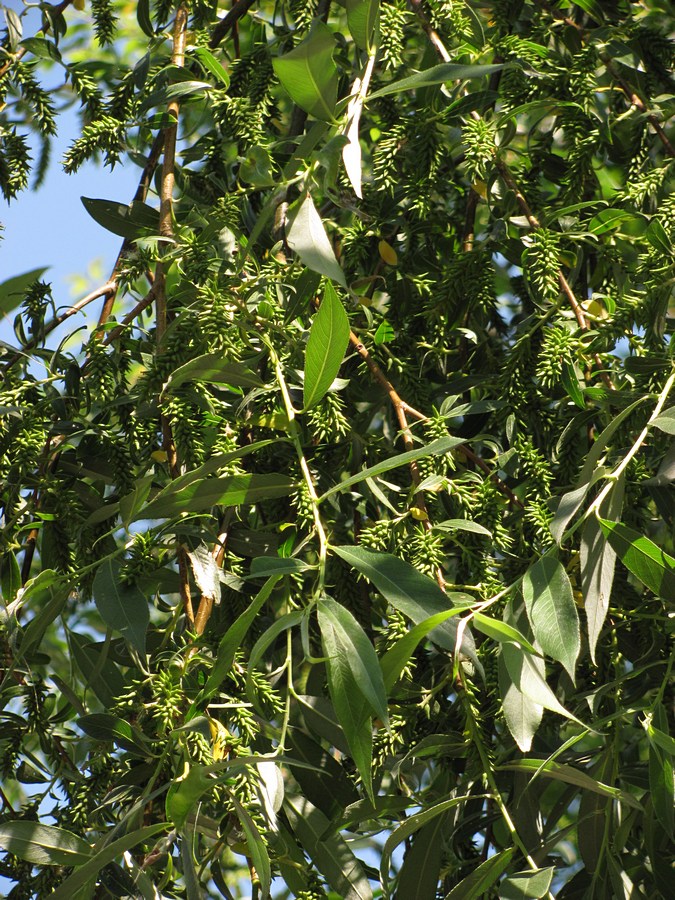 Изображение особи Salix alba.