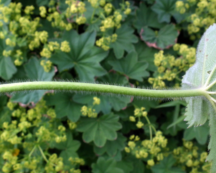 Изображение особи Alchemilla monticola.