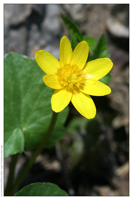 Image of Ficaria verna specimen.