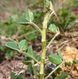 Trifolium fragiferum