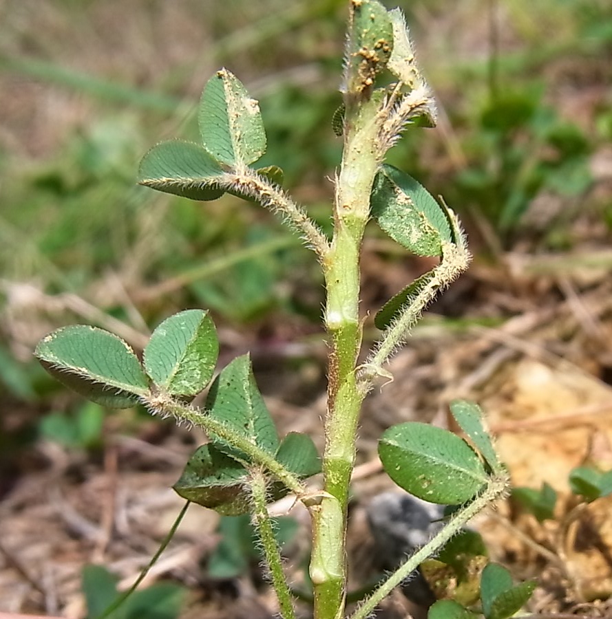 Image of Trifolium fragiferum specimen.