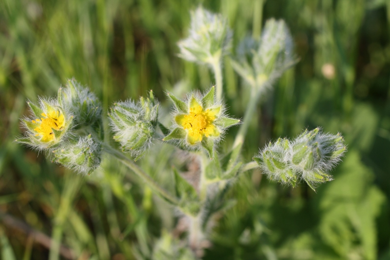 Изображение особи Potentilla taurica.