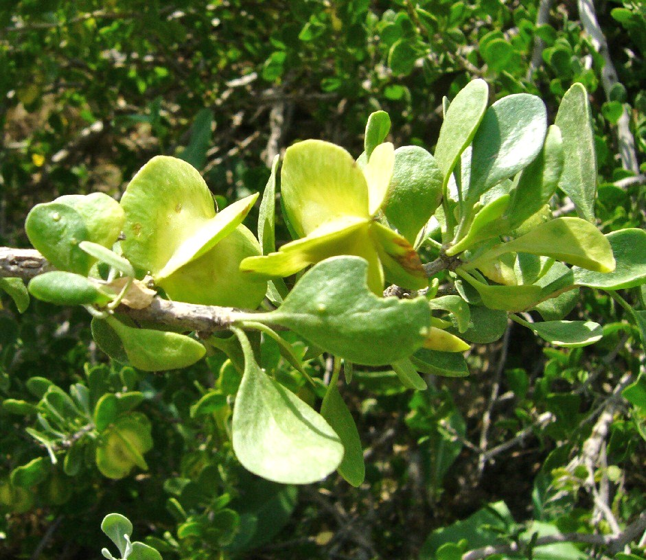 Image of Zygophyllum atriplicoides specimen.