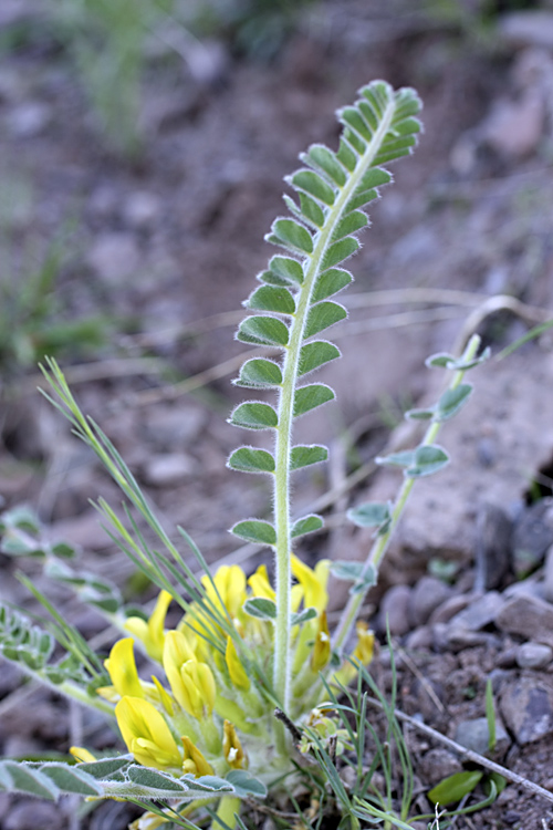 Изображение особи род Astragalus.