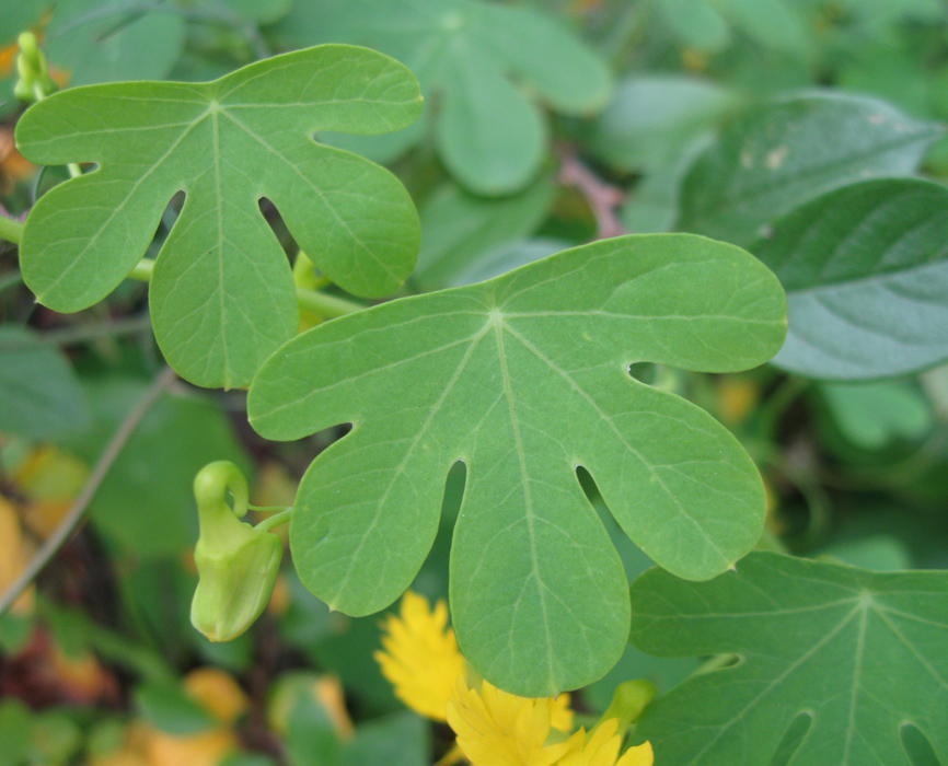 Изображение особи Tropaeolum peregrinum.