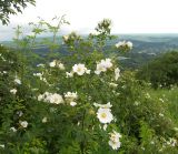 Rosa oplisthes