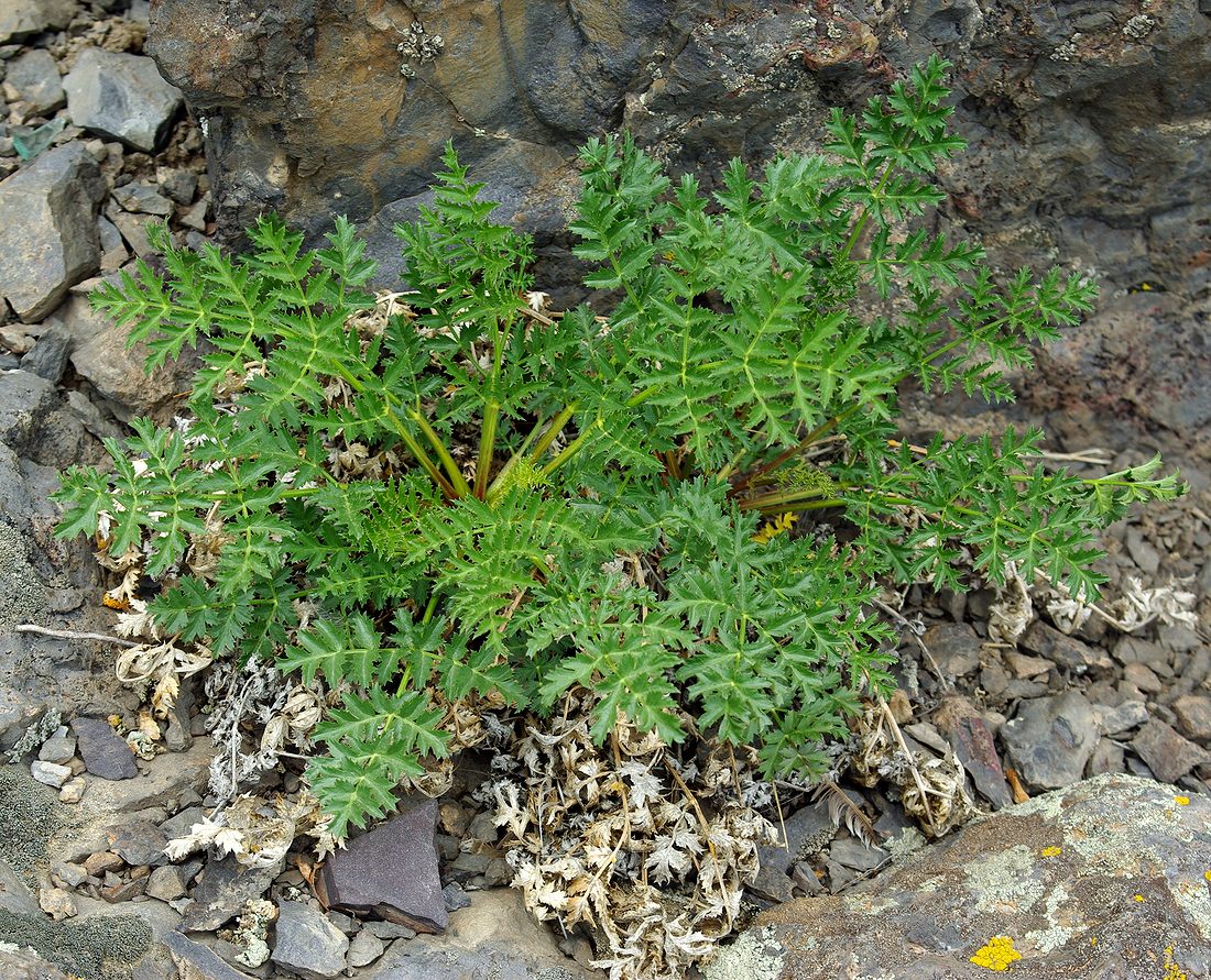 Image of Seseli buchtormense specimen.