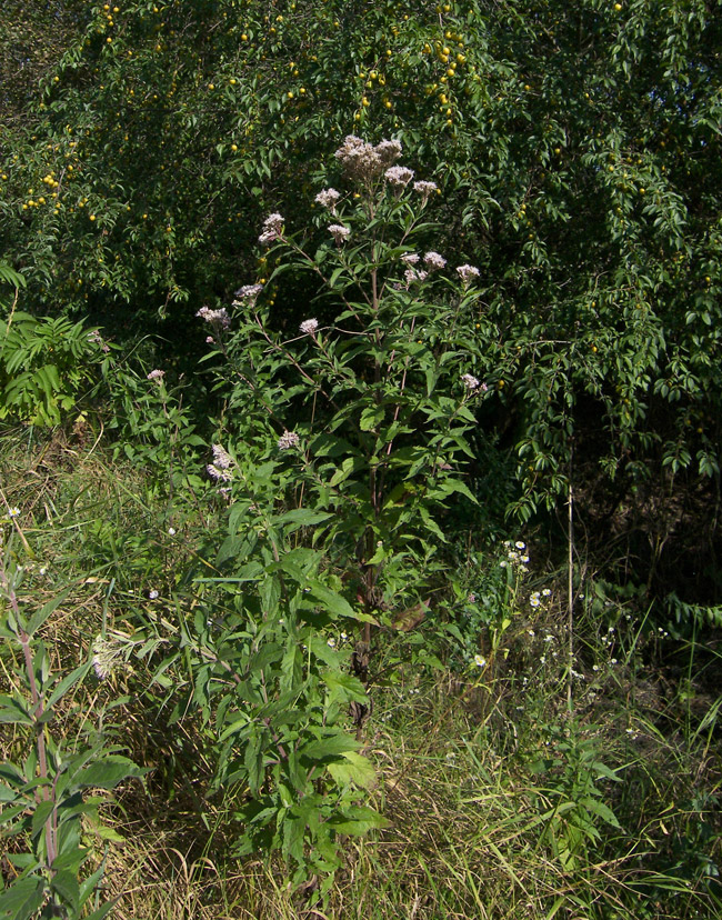 Изображение особи Eupatorium cannabinum.