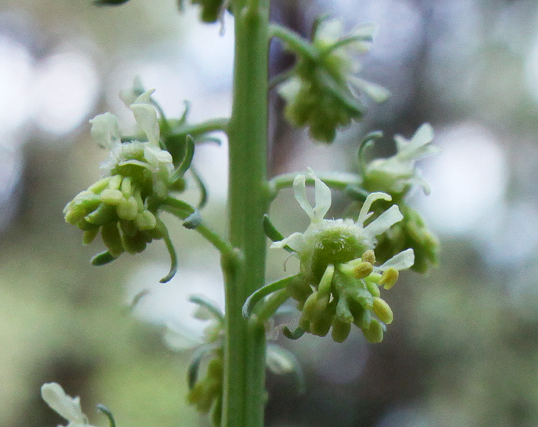 Изображение особи Reseda lutea.