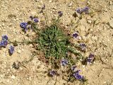 Limonium sinuatum