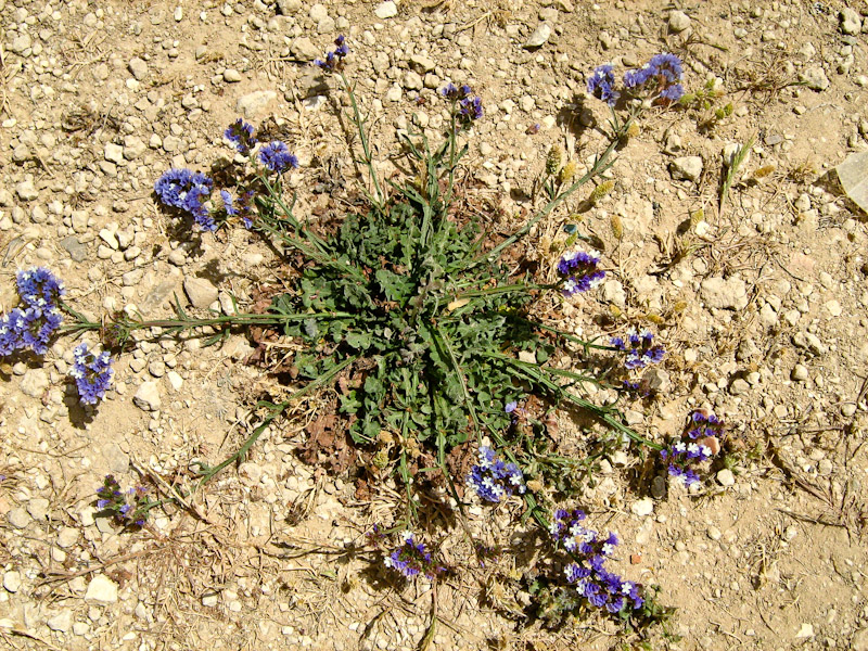 Изображение особи Limonium sinuatum.