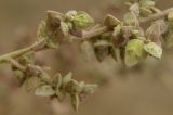 Atriplex oblongifolia