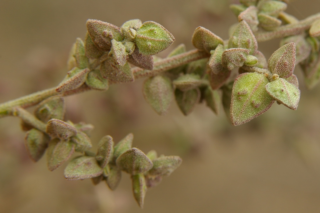 Image of Atriplex oblongifolia specimen.