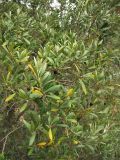 Olea europaea. Ветви с плодами. Испания, Каталония, провинция Girona, Costa Brava, Sant Feliu de Guíxols, в подлеске соснового леса. 24 октября 2008 г.