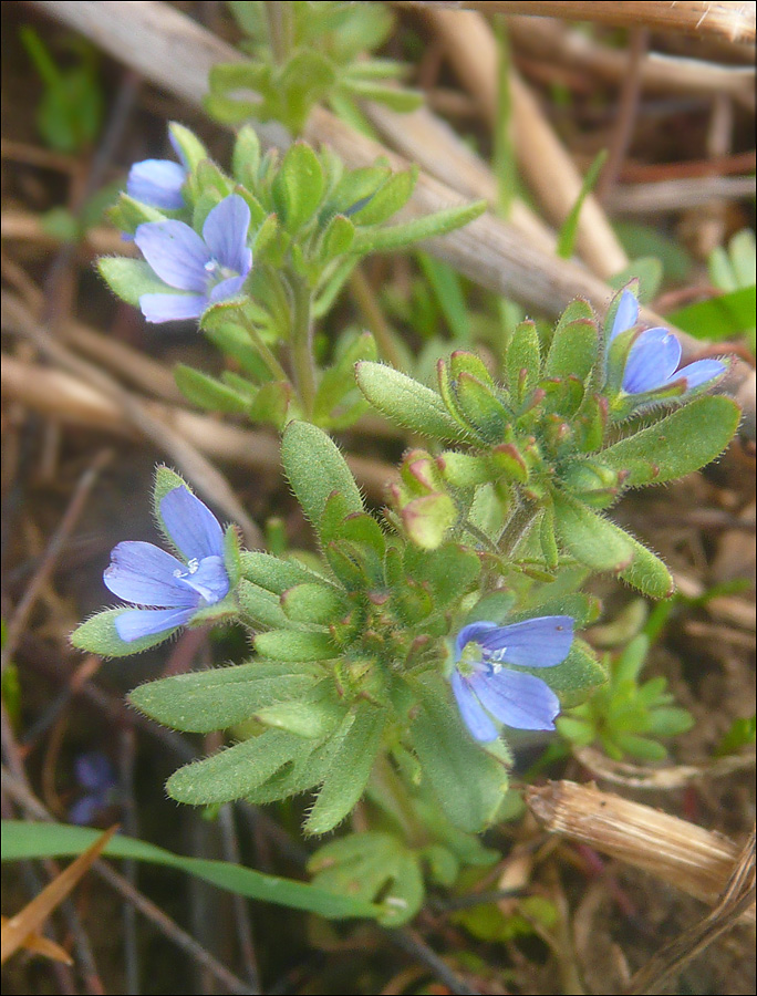 Изображение особи Veronica triphyllos.