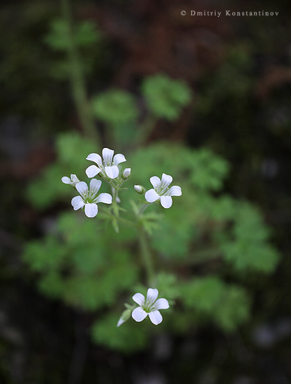 Image of Saxifraga irrigua specimen.