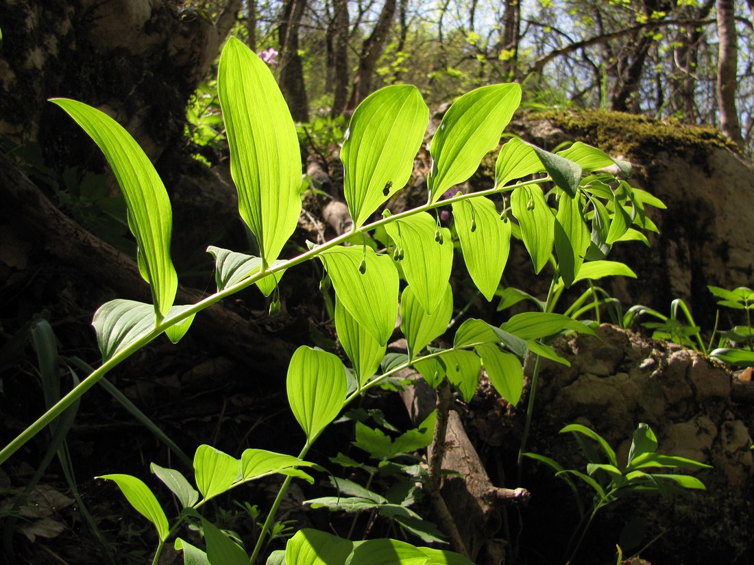 Изображение особи Polygonatum orientale.