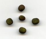 Vicia sylvatica. Семена. Курская обл., г. Железногорск, берег вдхр. на р. Погарщина.