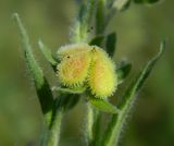 Image of taxon representative. Author is Татьяна Никулина
