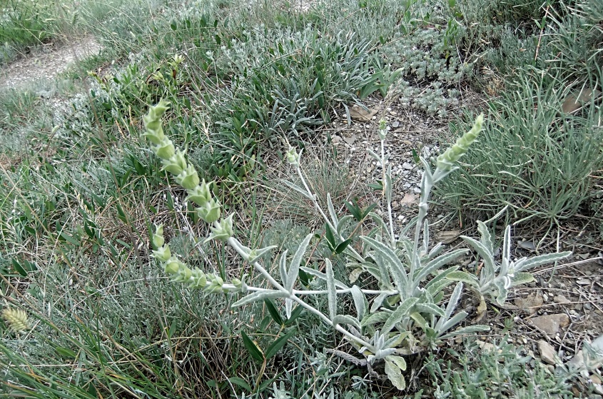 Image of Sideritis euxina specimen.
