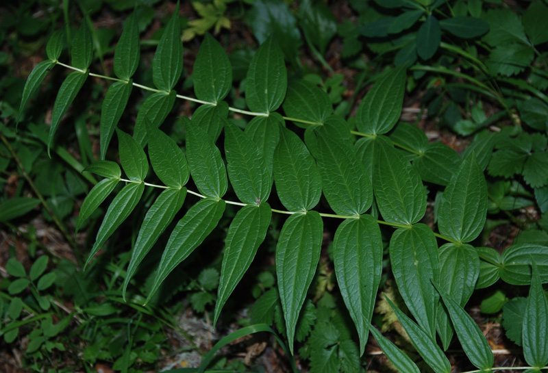 Image of Gentiana asclepiadea specimen.