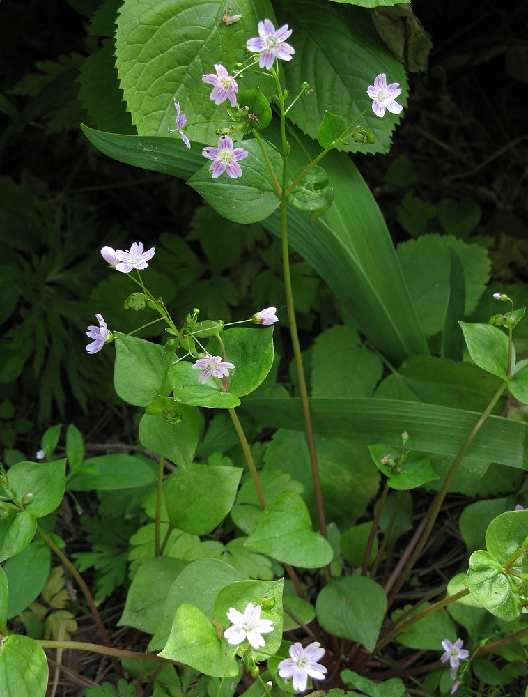 Изображение особи Claytonia sibirica.