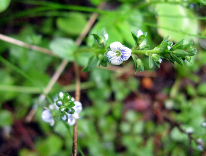 Image of Veronica serpyllifolia specimen.