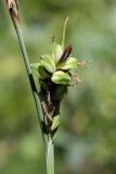 Carex panicea