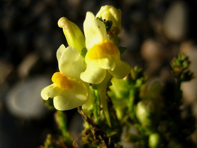 Изображение особи Linaria acutiloba.