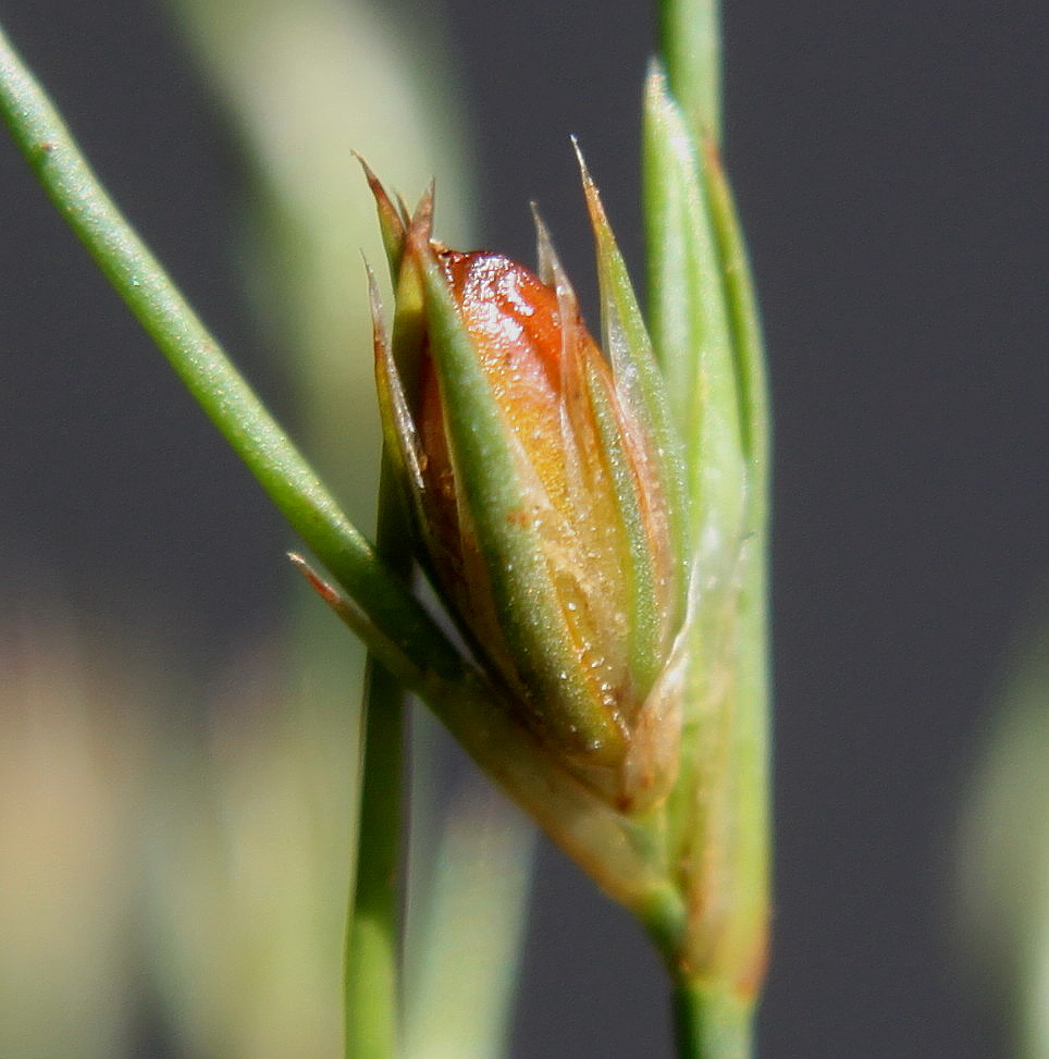 Изображение особи Juncus bufonius.