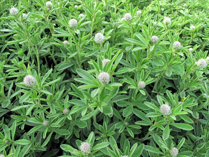 Image of Trifolium arvense specimen.