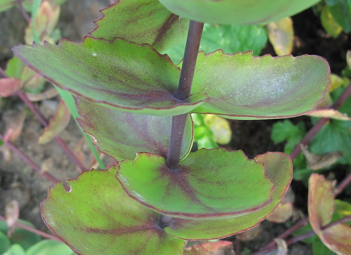 Image of genus Hylotelephium specimen.