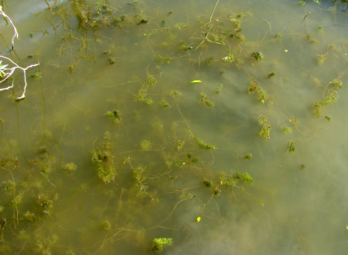 Изображение особи Ceratophyllum kossinskyi.