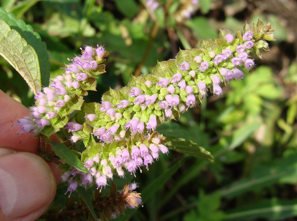 Image of Elsholtzia ciliata specimen.