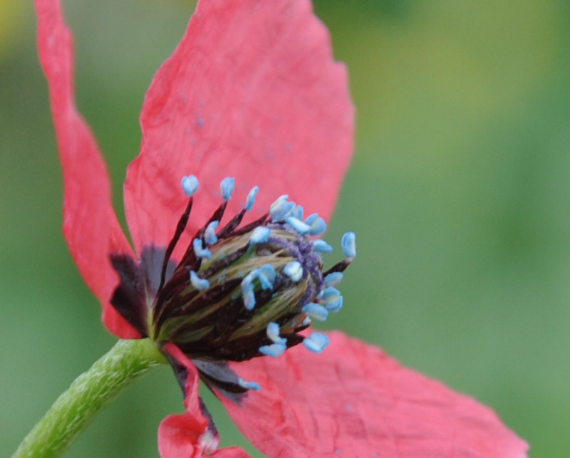 Image of Papaver hybridum specimen.