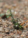 Arabidopsis thaliana. Цветущее и плодоносящее растение. Ленинградская обл., побережье в р-не пос. Большая Ижора, участок открытого субстрата в приморском сосняке на дюне. 15.09.2012.