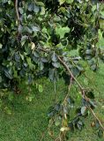 Fagus sylvatica var. pendula